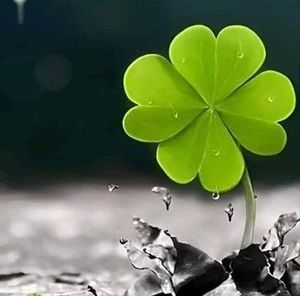 Meet your Posher, Karla